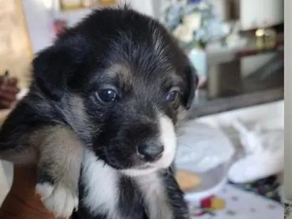 Cachorro raça SRD-ViraLata idade Abaixo de 2 meses nome Sem nome 