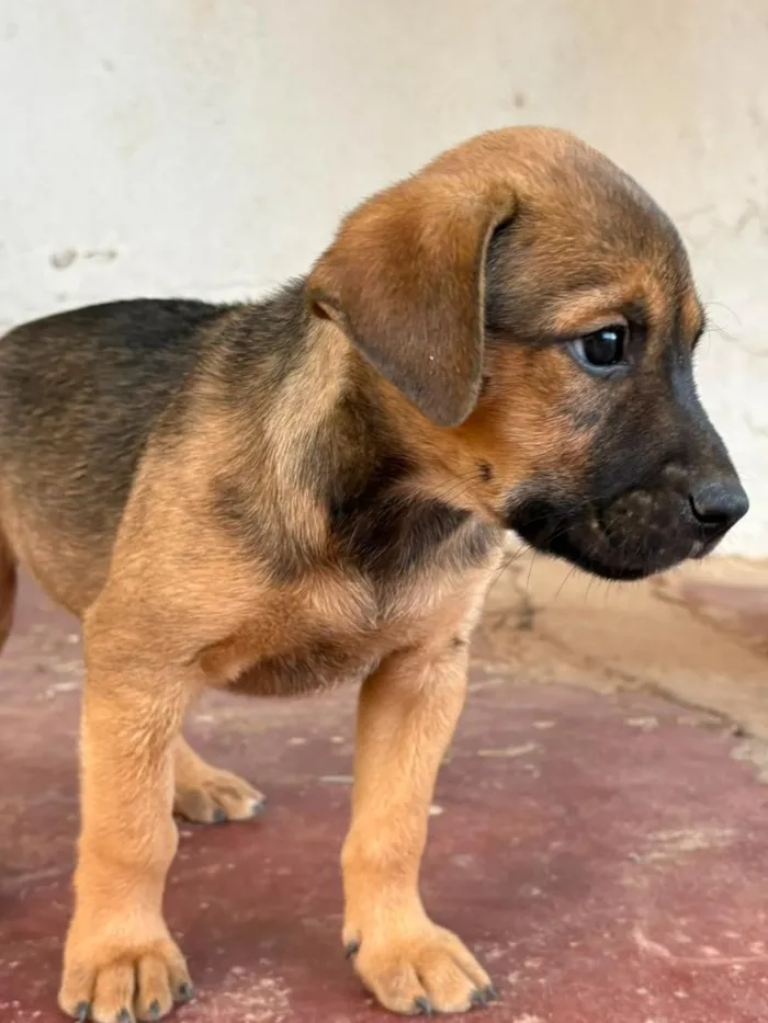 Cachorro raça SRD-ViraLata idade 2 a 6 meses nome Sem nome (no aguardo de um tutor)