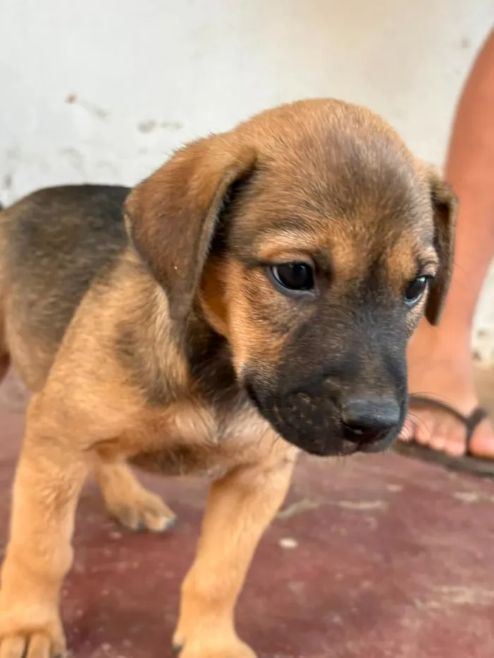 Cachorro raça SRD-ViraLata idade 2 a 6 meses nome Sem nome (no aguardo de um tutor)