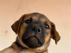 Cachorro raça SRD-ViraLata idade 2 a 6 meses nome Sem nome (no aguardo de um tutor)