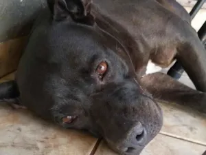 Cachorro raça Pit-Bull idade 6 ou mais anos nome Dara