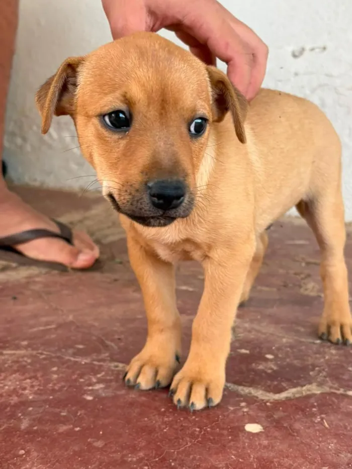 Cachorro raça SRD-ViraLata idade 2 a 6 meses nome Sem nome (aguardando um tutor)