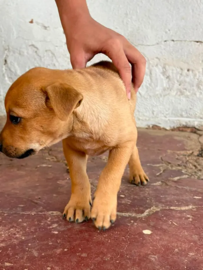 Cachorro raça SRD-ViraLata idade 2 a 6 meses nome Sem nome (aguardando um tutor)