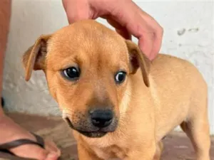 Cachorro raça SRD-ViraLata idade 2 a 6 meses nome Sem nome (aguardando um tutor)