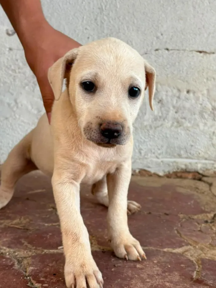 Cachorro raça SRD-ViraLata idade Abaixo de 2 meses nome Sem nome (aguardando um tutor)