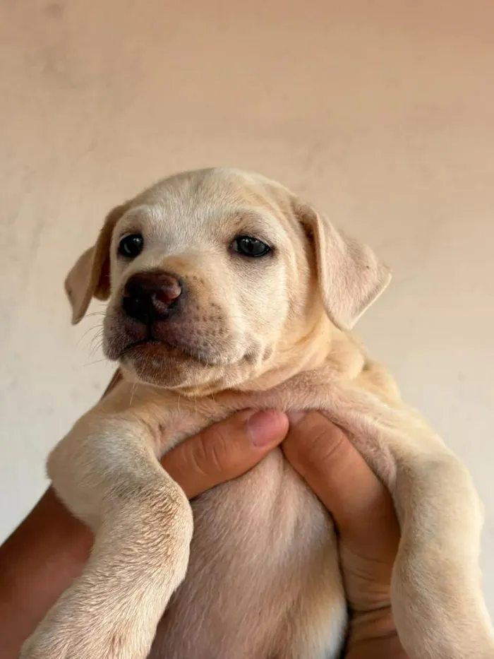 Cachorro raça SRD-ViraLata idade Abaixo de 2 meses nome Sem nome (aguardando um tutor)