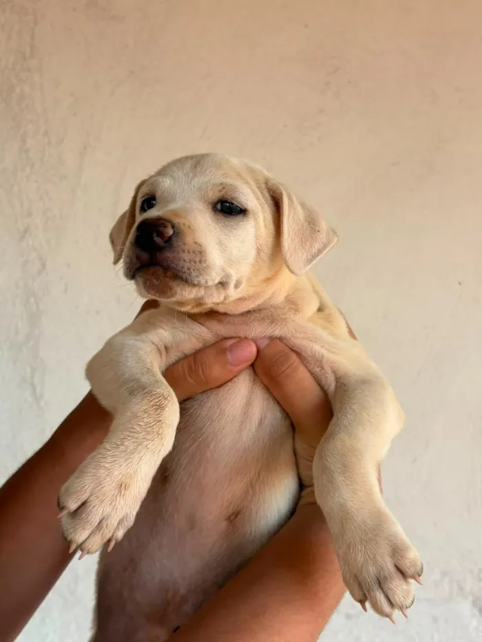 Cachorro raça SRD-ViraLata idade Abaixo de 2 meses nome Sem nome (aguardando um tutor)