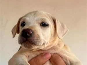 Cachorro raça SRD-ViraLata idade Abaixo de 2 meses nome Sem nome (aguardando um tutor)