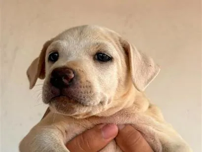 Cachorro raça SRD-ViraLata idade Abaixo de 2 meses nome Sem nome (aguardando um tutor)