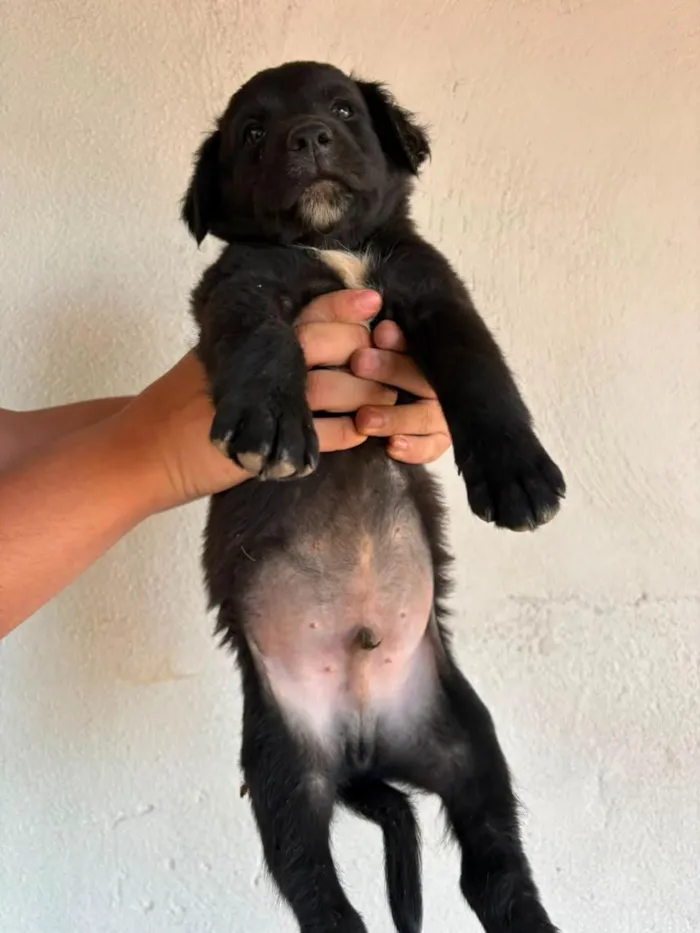 Cachorro raça SRD-ViraLata idade Abaixo de 2 meses nome Sem nome (aguardando um tutor)