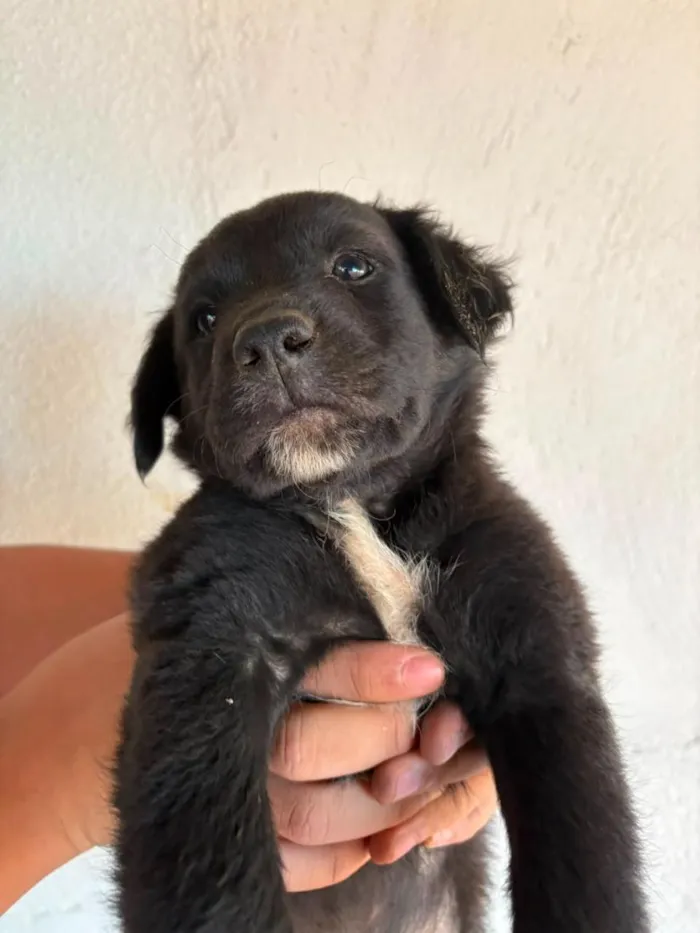 Cachorro raça SRD-ViraLata idade Abaixo de 2 meses nome Sem nome (aguardando um tutor)