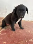 Sem nome (aguardando um tutor)