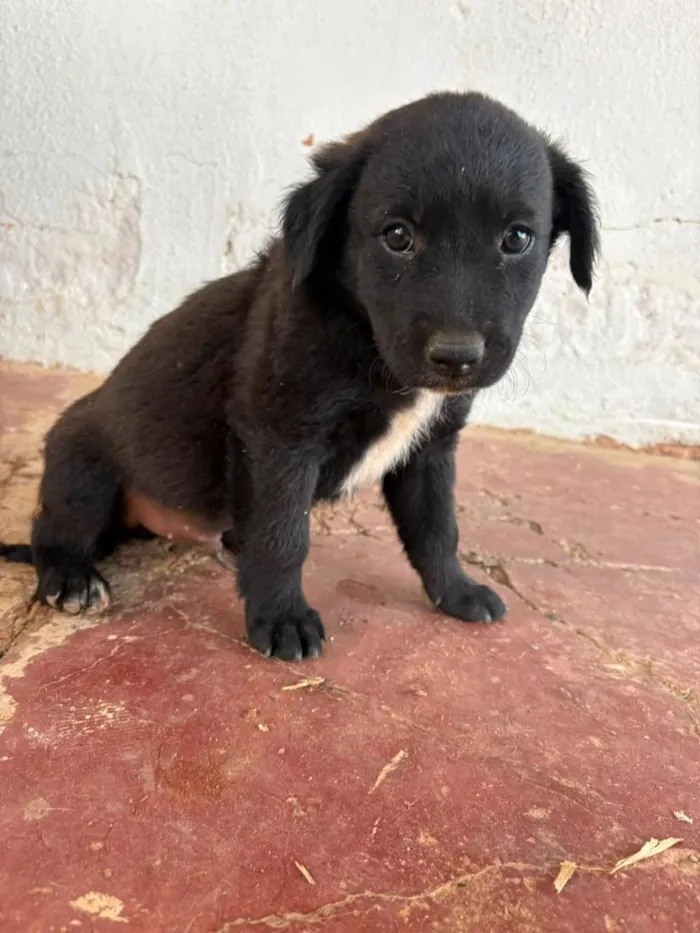 Cachorro raça SRD-ViraLata idade Abaixo de 2 meses nome Sem nome (aguardando um tutor)