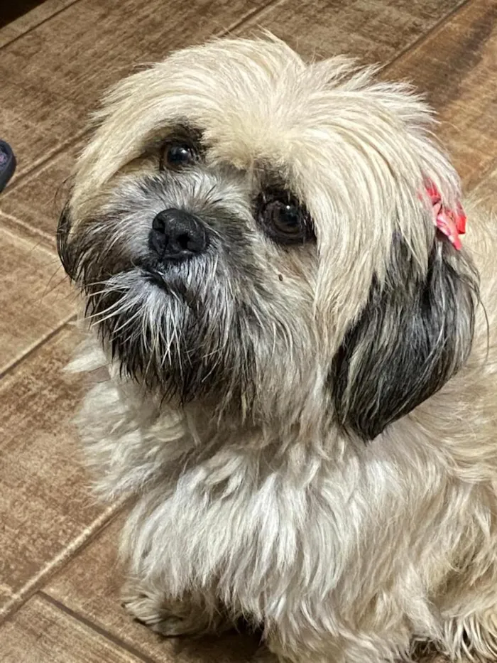 Cachorro raça Shitzu idade 6 ou mais anos nome Cacau