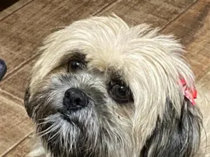 Cachorro raça Shitzu idade 6 ou mais anos nome Cacau