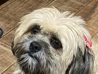 Cachorro raça Shitzu idade 6 ou mais anos nome Cacau