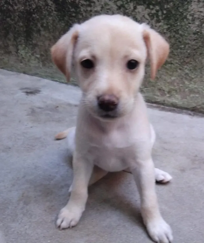 Cachorro raça SRD-ViraLata idade 2 a 6 meses nome sem nome
