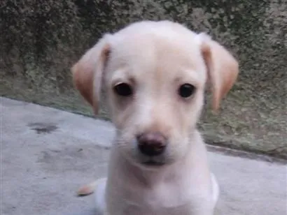 Cachorro raça SRD-ViraLata idade 2 a 6 meses nome sem nome
