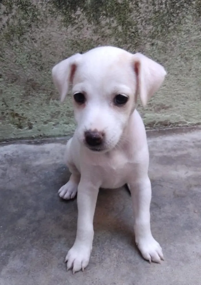 Cachorro raça SRD-ViraLata idade 2 a 6 meses nome sem nome