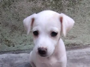 Cachorro raça SRD-ViraLata idade 2 a 6 meses nome sem nome