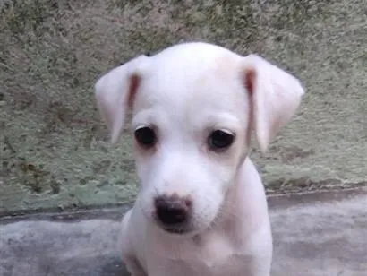 Cachorro raça SRD-ViraLata idade 2 a 6 meses nome sem nome