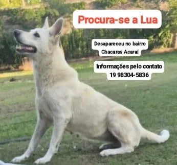 Cachorro raça SRD-ViraLata idade 6 ou mais anos nome Lua