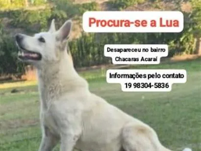 Cachorro raça SRD-ViraLata idade 6 ou mais anos nome Lua
