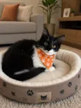 Joaquim