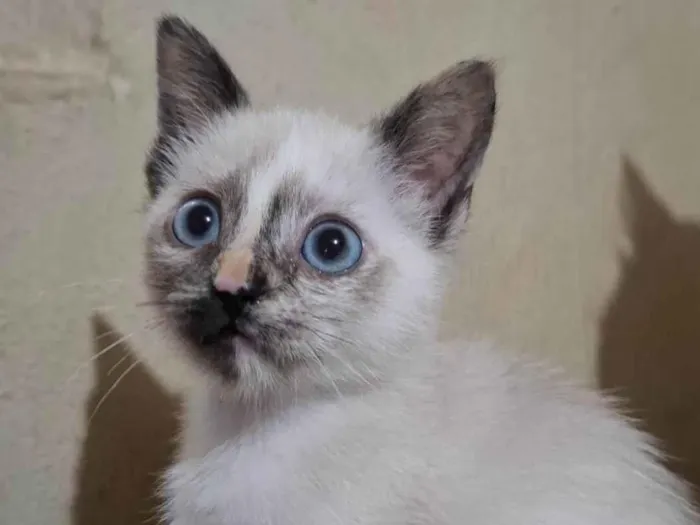 Gato raça Siamês idade 2 a 6 meses nome Zira
