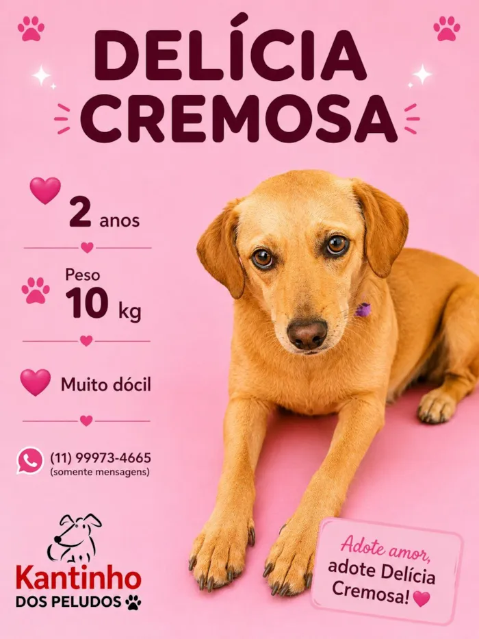 Cachorro raça SRD-ViraLata idade 2 anos nome Delícia Cremosa