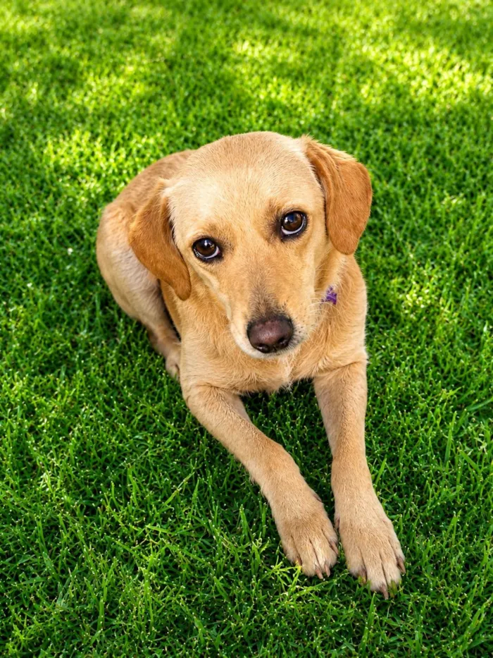Cachorro raça SRD-ViraLata idade 2 anos nome Delícia Cremosa