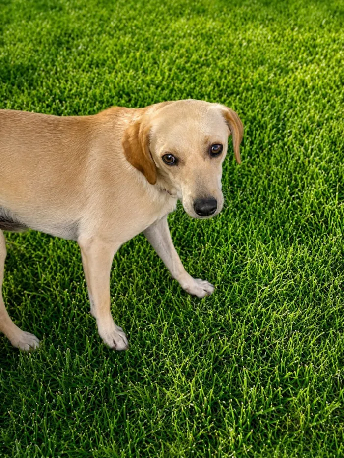 Cachorro raça SRD-ViraLata idade 2 anos nome Delícia Cremosa