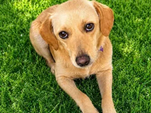 Cachorro raça SRD-ViraLata idade 2 anos nome Delícia Cremosa