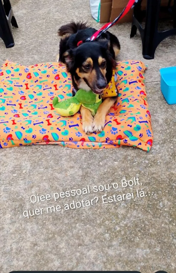 Cachorro raça SRD-ViraLata idade 3 anos nome Bolt