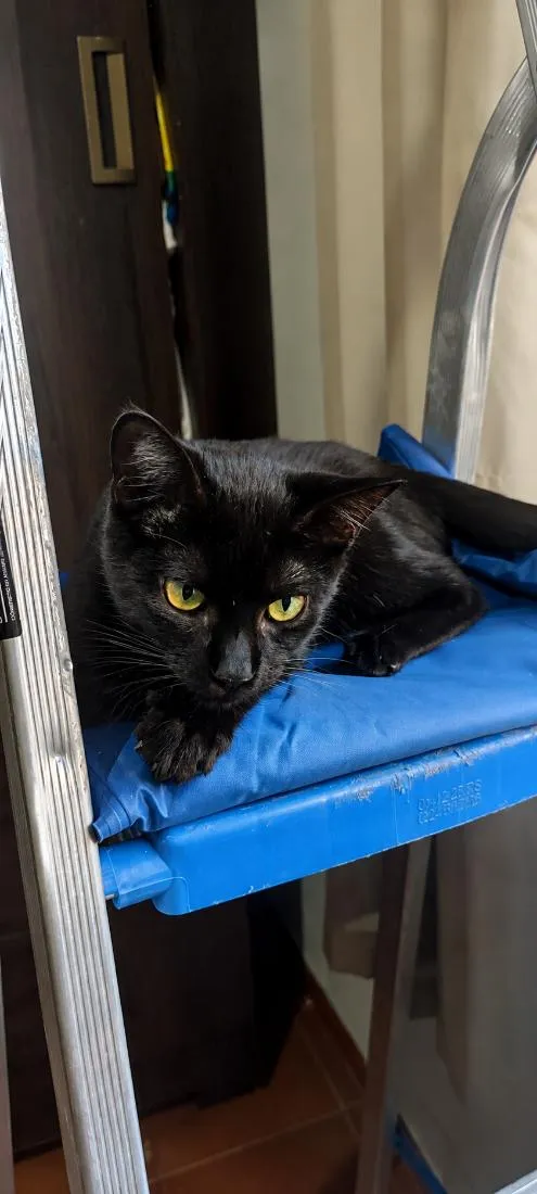 Gato raça SRD-ViraLata idade 2 a 6 meses nome Salém