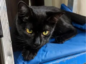 Gato raça SRD-ViraLata idade 2 a 6 meses nome Salém