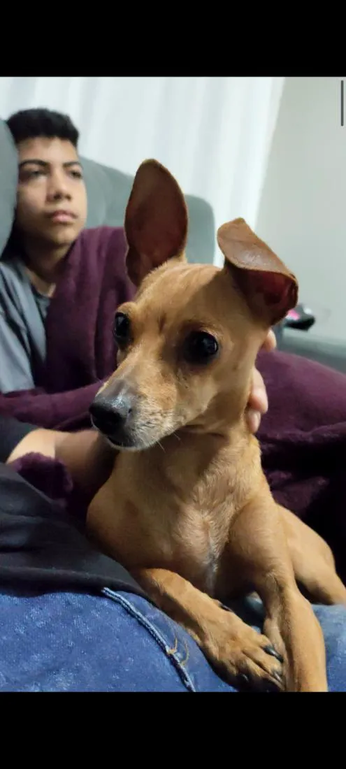 Cachorro raça Pinscher idade 3 anos nome Pintcher 