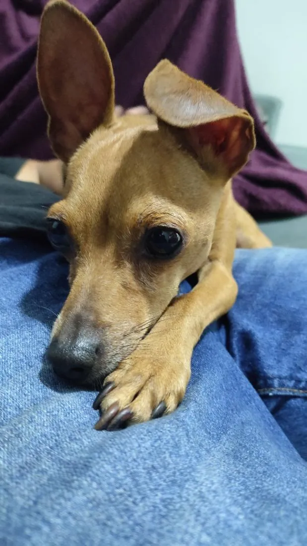 Cachorro raça Pinscher idade 3 anos nome Pintcher 