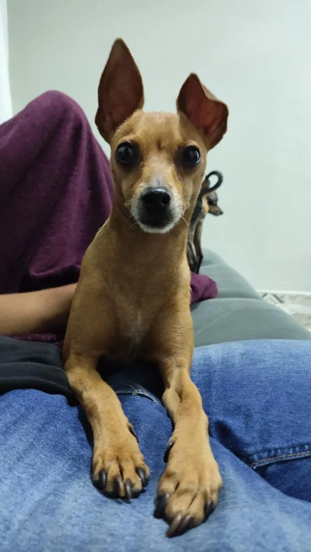 Cachorro raça Pinscher idade 3 anos nome Pintcher 
