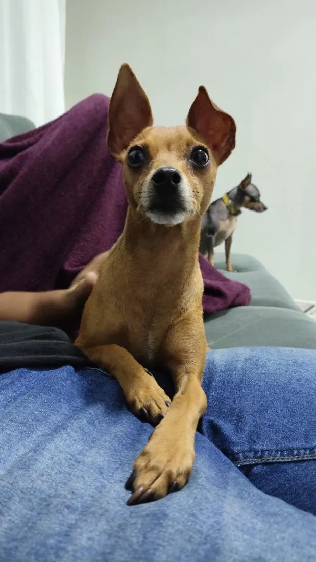 Cachorro raça Pinscher idade 3 anos nome Pintcher 