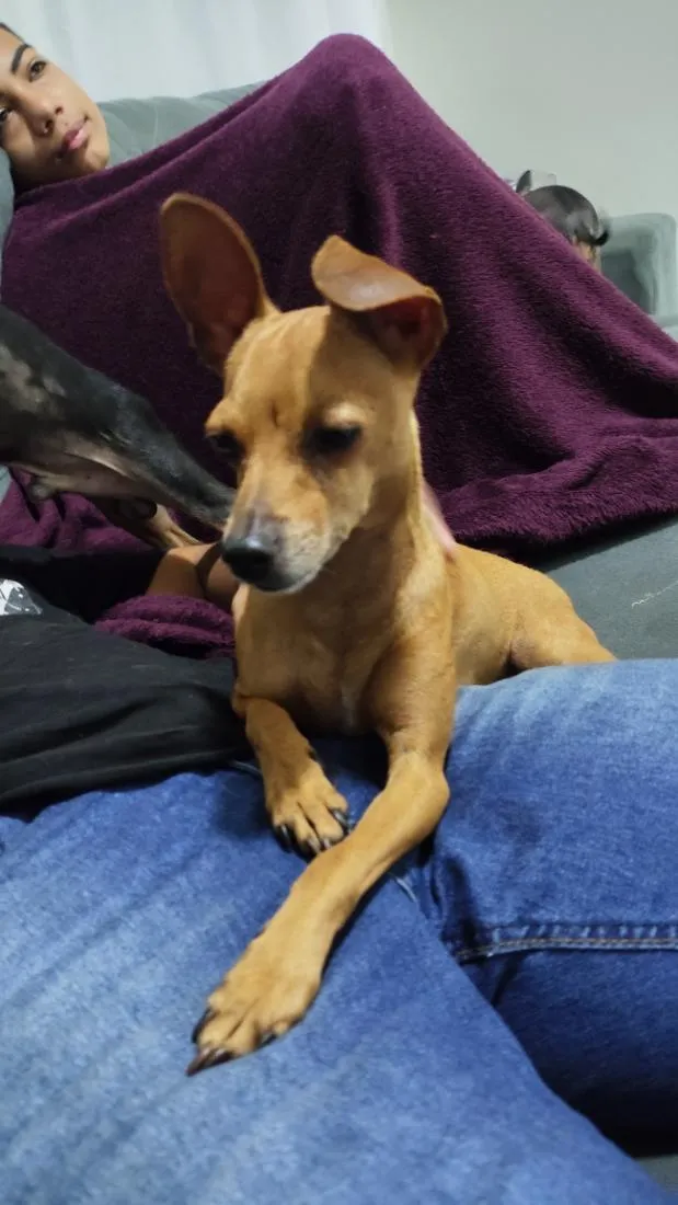 Cachorro raça Pinscher idade 3 anos nome Pintcher 
