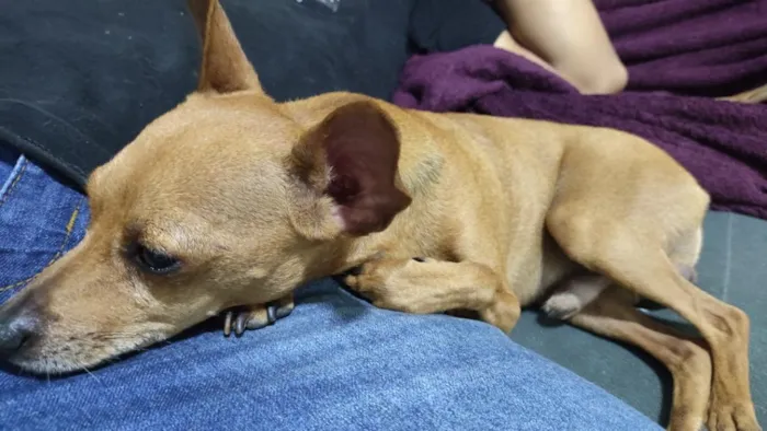 Cachorro raça Pinscher idade 3 anos nome Pintcher 