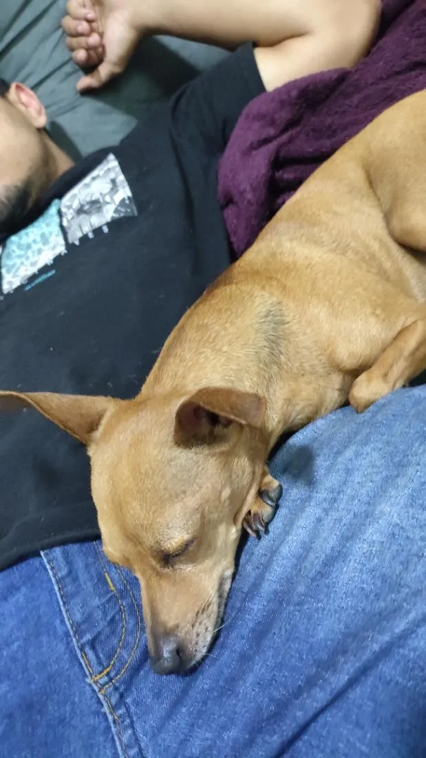 Cachorro raça Pinscher idade 3 anos nome Pintcher 