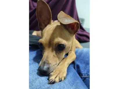 Cachorro raça Pinscher idade 3 anos nome Pintcher 