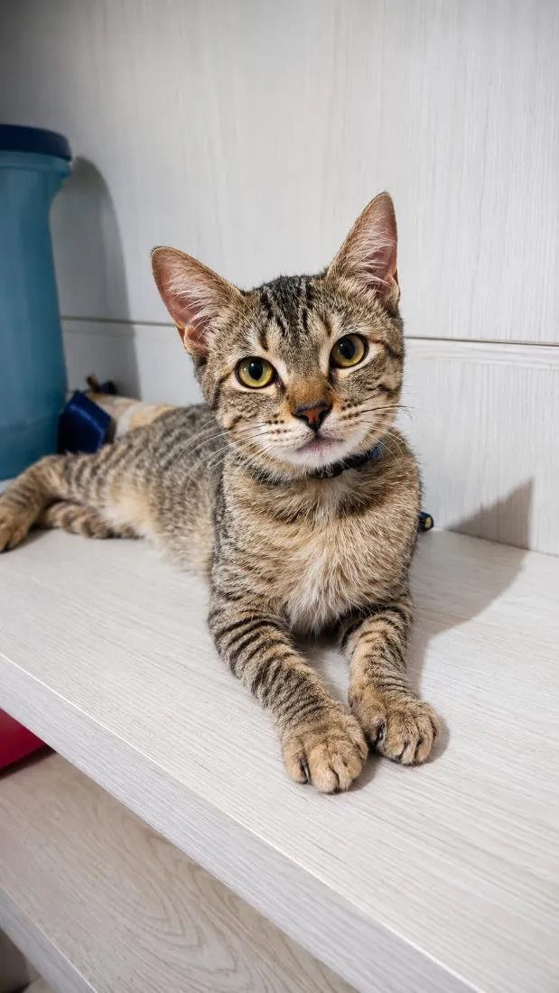 Gato raça SRD-ViraLata idade 2 a 6 meses nome Estrela