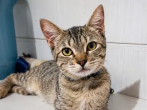 Gato raça SRD-ViraLata idade 2 a 6 meses nome Estrela