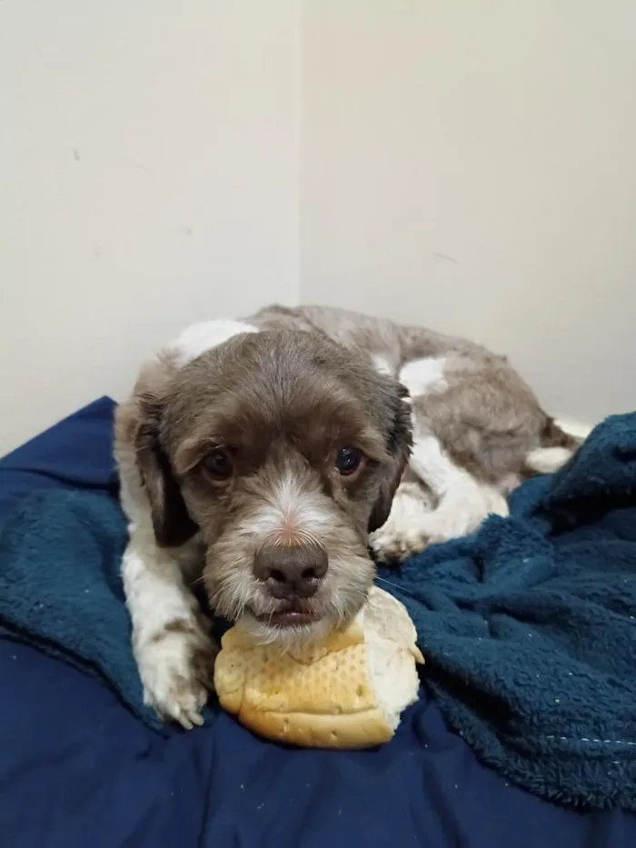 Cachorro raça SRD-ViraLata idade 2 a 6 meses nome sem nome