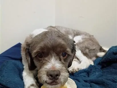 Cachorro raça SRD-ViraLata idade 2 a 6 meses nome sem nome