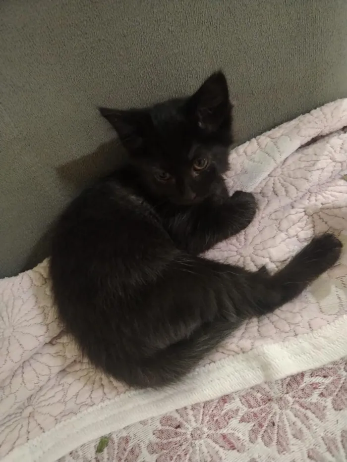 Gato raça SRD-ViraLata idade 2 a 6 meses nome safira 