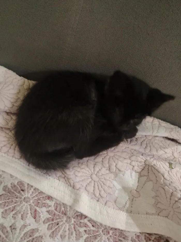 Gato raça SRD-ViraLata idade 2 a 6 meses nome safira 